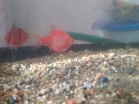 Лот: 16333749. Фото: 3. Барбус 3 шт+корм. Растения и животные