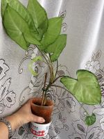 Лот: 10372996. Фото: 5. Сингониум со светлыми листьями