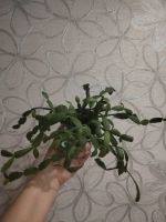 Лот: 25888974. Фото: 2. Шлюмбергера (декабрист). Комнатные растения и уход