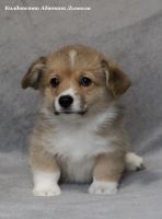 Лот: 24785841. Фото: 3. Щенки вельш-корги пемброк. Растения и животные