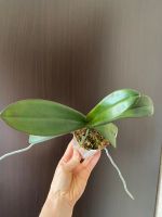 Лот: 18881741. Фото: 3. Орхидея фаленопсис Stuartiana... Растения и животные