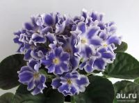 Лот: 8542582. Фото: 2. Фиалка . лист укоренённый. Комнатные растения и уход