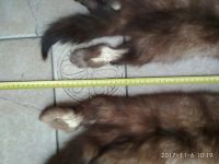 Лот: 10573319. Фото: 3. шкура / мех соболя / сибирский... Туризм, охота, рыбалка, самооборона