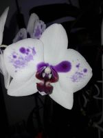 Лот: 8798589. Фото: 2. Орхидея Фаленопсис. Комнатные растения и уход
