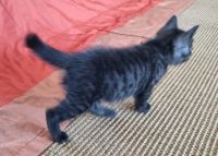 Лот: 10304713. Фото: 7. Котята полубобтейлы