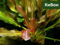 Лот: 16329916. Фото: 3. Эхинодорус КиВон Филиппова неприхотливое... Растения и животные