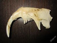 Лот: 2099449. Фото: 2. Челюсть бобра с выдвижным клыком. Коллекционирование, моделизм