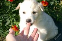 Лот: 1168460. Фото: 3. отдам в хорошие руки щенков!. Растения и животные