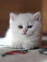 Лот: 11362824. Фото: 3. Британский котенок - мальчик 2... Растения и животные