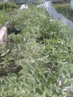 Лот: 9742093. Фото: 2. Рассада томатов для улицы различных... Семена, рассада, садовые растения