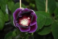 Лот: 4260948. Фото: 2. Глоксиния фиолетовая простая 2... Комнатные растения и уход