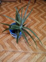 Лот: 4605596. Фото: 2. Алоэ вера очень большая макушка... Комнатные растения и уход