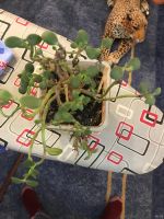 Лот: 13642876. Фото: 2. Денежное дерево. Комнатные растения и уход