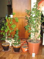 Лот: 17295277. Фото: 7. Фикус Бенджамина в горшке.