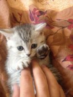 Лот: 5729658. Фото: 3. Котята метисы(британцы). Растения и животные