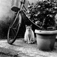 Лот: 4910467. Фото: 3. Черно-белая фотоплёнка ilford... Фото, видеокамеры, оптика