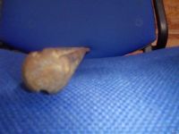 Лот: 18108466. Фото: 2. зубило SDS-max. Инструмент и расходные