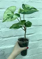 Лот: 16358169. Фото: 4. Сингониум Жаде (Jade). Красноярск