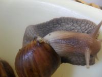 Лот: 4340474. Фото: 4. улитки. Красноярск