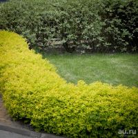 Лот: 5457267. Фото: 6. Саженцы Спиреи Голд Фламе, Нана...