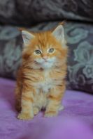 Лот: 11473816. Фото: 4. Котята мейн-кун. Красноярск