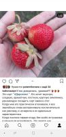 Лот: 12609074. Фото: 3. Саженцы земляники/клубники Дарселект. Для дачи, дома, огорода, бани, парка