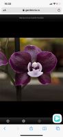 Лот: 16138610. Фото: 3. Орхидея фаленопсис Каода Твинкль. Растения и животные