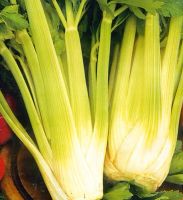 Лот: 5342133. Фото: 3. Сельдерей черешковый (рассада). Для дачи, дома, огорода, бани, парка