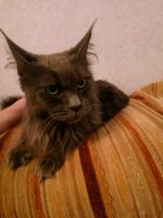 Лот: 8178350. Фото: 5. Мейн-кун девочка 3 года