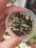 Лот: 11726240. Фото: 3. Гастерия gracilis f. minima variegata... Растения и животные