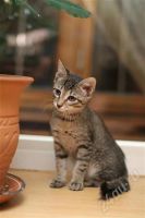 Лот: 632717. Фото: 2. Котенок. Только в хорошие руки... Животные и уход