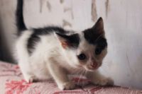 Лот: 3549668. Фото: 6. Отдам котенка мальчика в ответственные...