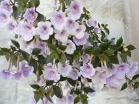 Лот: 3427063. Фото: 3. Ахименес "Ambroise Verschaffelt... Растения и животные