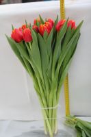 Лот: 3617091. Фото: 13. Тюльпаны к 8 МАРТА! Крупный и...