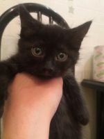 Лот: 16609705. Фото: 2. Котята. Животные и уход