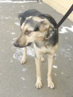 Лот: 4628833. Фото: 5. Соня продолжает ждать любящих...