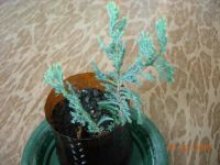 Лот: 4357468. Фото: 4. Можжевельник горизонтальный с... Красноярск