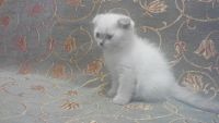Лот: 5570165. Фото: 2. Шотландские вислоухие плюшевые... Животные и уход