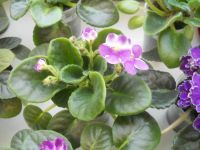 Лот: 7249386. Фото: 2. Фиалка valeska viol - цветет. Комнатные растения и уход
