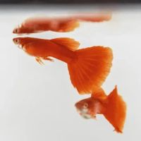 Лот: 19678390. Фото: 5. Красные Гуппи Full Red Albino...