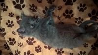 Лот: 6472786. Фото: 2. Плюшевый БРИТанский котенок последний... Животные и уход
