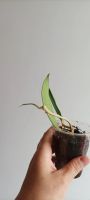 Лот: 19364640. Фото: 2. хойя Hoya sp. (UT-038)From Flores... Комнатные растения и уход