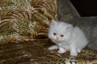 Лот: 4107480. Фото: 6. котёнок персидский белый.