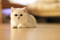 Лот: 10533806. Фото: 3. Британский котенок - девочка 4... Растения и животные