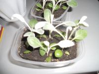 Лот: 13741349. Фото: 5. Цинерария,цена за 2 плошки по...