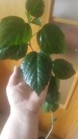 Лот: 25360804. Фото: 3. Гибискус красный. Растения и животные