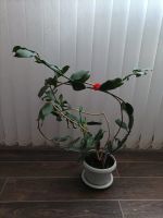 Лот: 19100163. Фото: 4. хойя лобби ((Hoya lobbii) взрослое... Красноярск