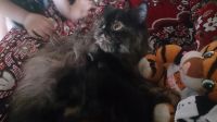 Лот: 3157869. Фото: 4. Персидские котята классического... Красноярск