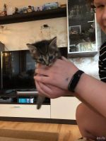 Лот: 18033268. Фото: 2. Котята ищут дом. Животные и уход