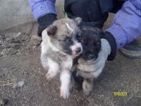 Лот: 1276752. Фото: 2. Отдам щенков в хорошие руки. Животные и уход